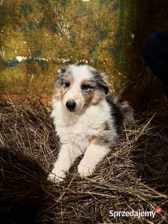 Owczarek szkocki collie Zakrzewo
