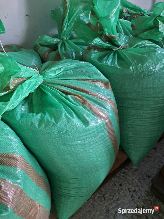 Łubin gorzki nie pryskany zbiory 2025 mazowieckie Gutów