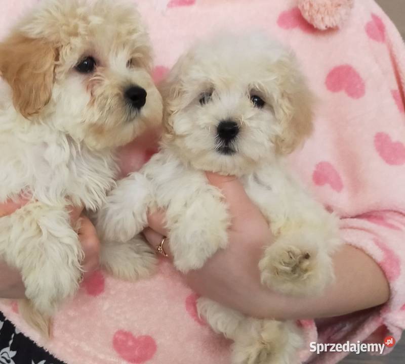 Prztulaski maltipoo maltańczyk i pudel toy