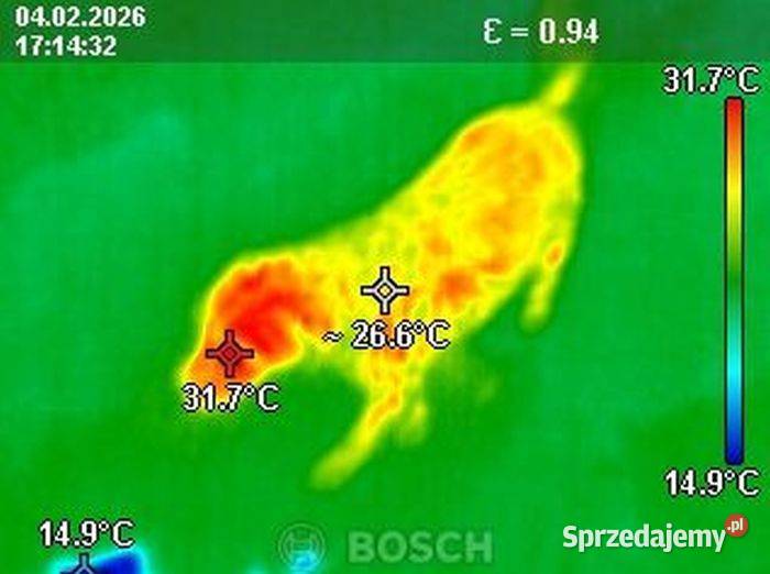 Poszukiwanie zaginionych zwierząt termowizją Wrocław