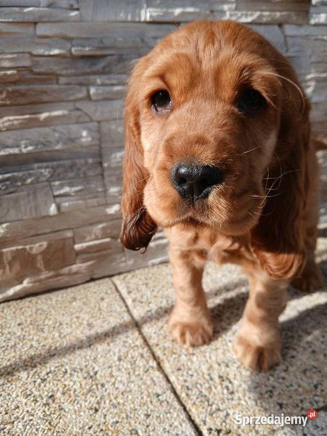 Cocker Spaniel Angielski sunia Sieradz sprzedam