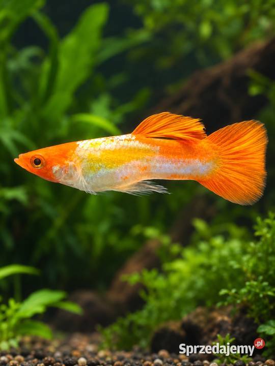 GUPIK GOLDEN KOI POECILIA RETICULATA Piła