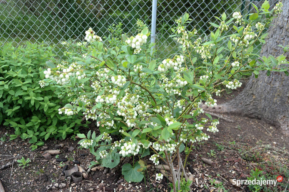 Sprzedam działkę ROD Lotnik Stachowicka Wrocław