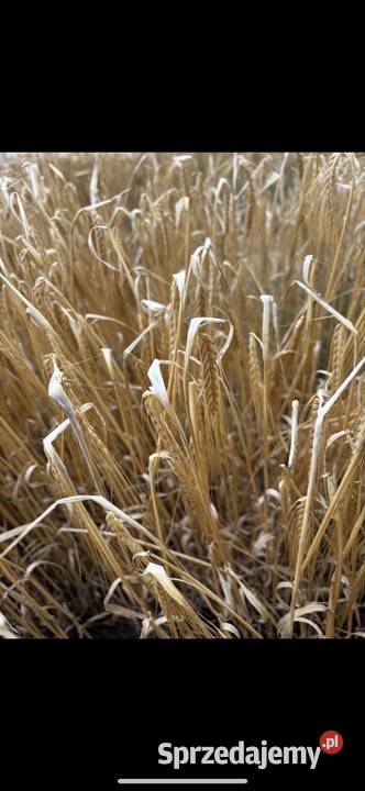 Jęczmień jary zbiór 2025 Rolnictwo Gruszów