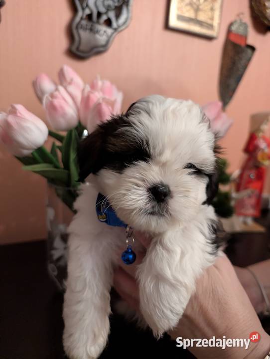 Szczenięta shih tzu z genem blue Zawiercie