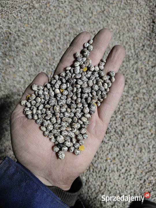 Łubin żółty mister Żeronice