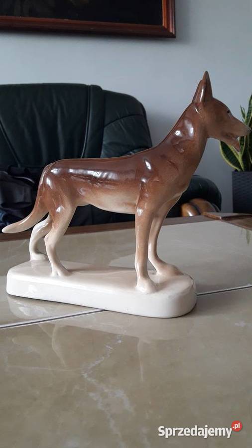 Pies Wilczór Chodzież lata 60 te PRL Janów Lubelski