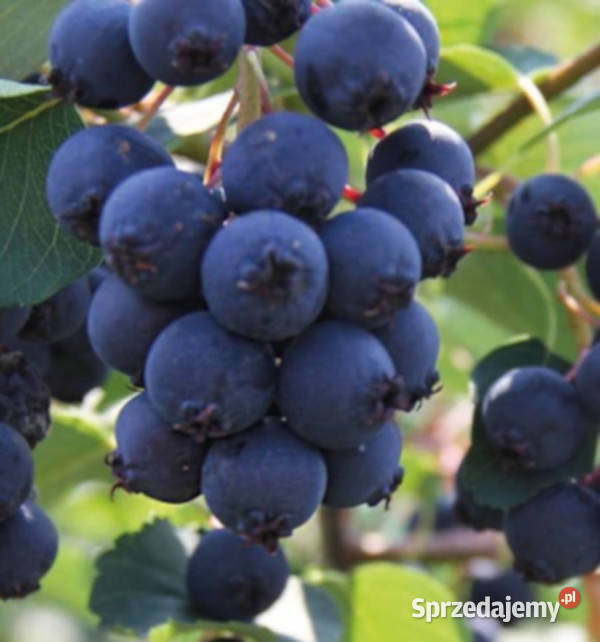 ŚWIDOŚLIWA OLCHOLISTNA Mandam sadzonki w Rośliny Ustronie