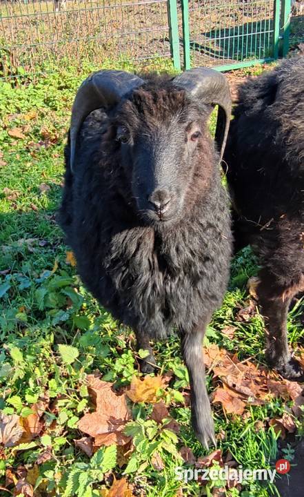 Baran tryk owce Skudde warmińsko-mazurskie Pilec