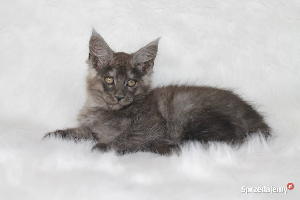 Kocurki Maine Coon behawiorysty Maine Coon Nowa Ruda