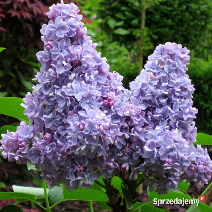 Bzy lilaki Syringa odmiany różne mayera Knurów