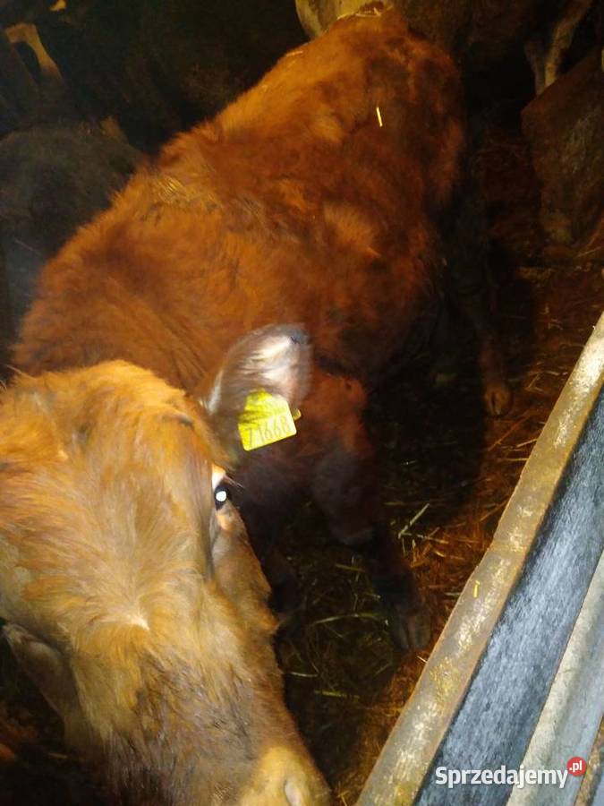 Sprzedam byka August czerwony MM Brzeźno Szlacheckie