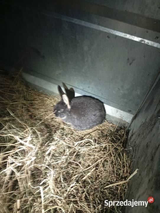 Kroliki młode Lubiszyn