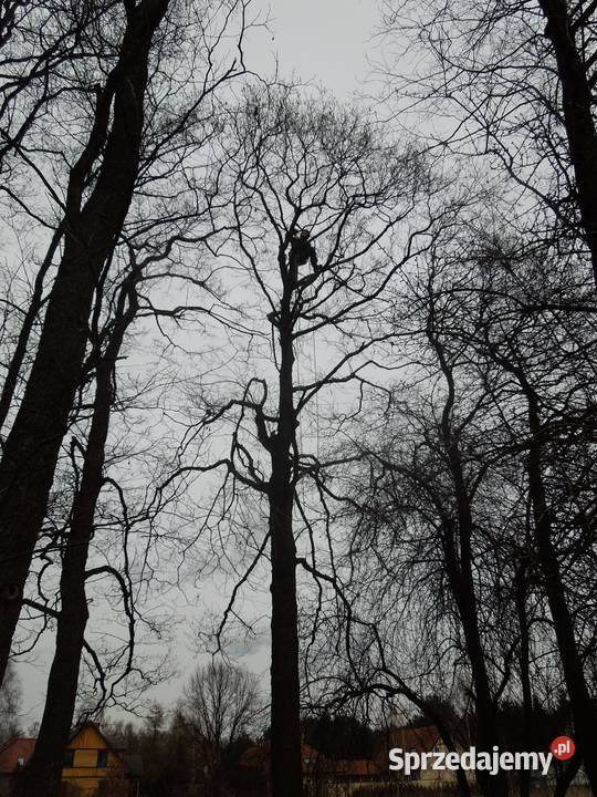 Przycinanie drzew pielęgnacja drzew wycinka Warszawa