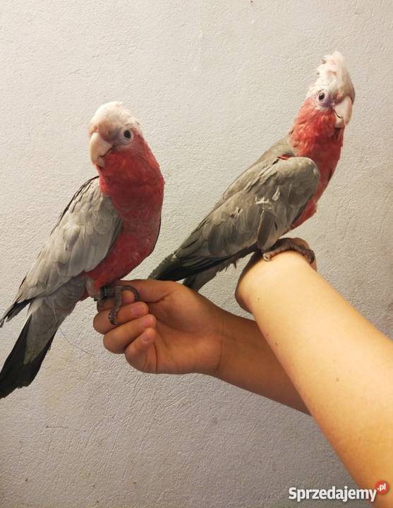 KAKADU RÓŻOWA oswojona SAMICA SAMIEC z 2019 roku Rawicz sprzedam