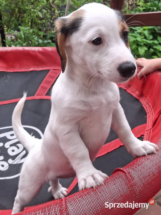 Jack Russell Terrier Jack Russell Terrier Łuków sprzedam