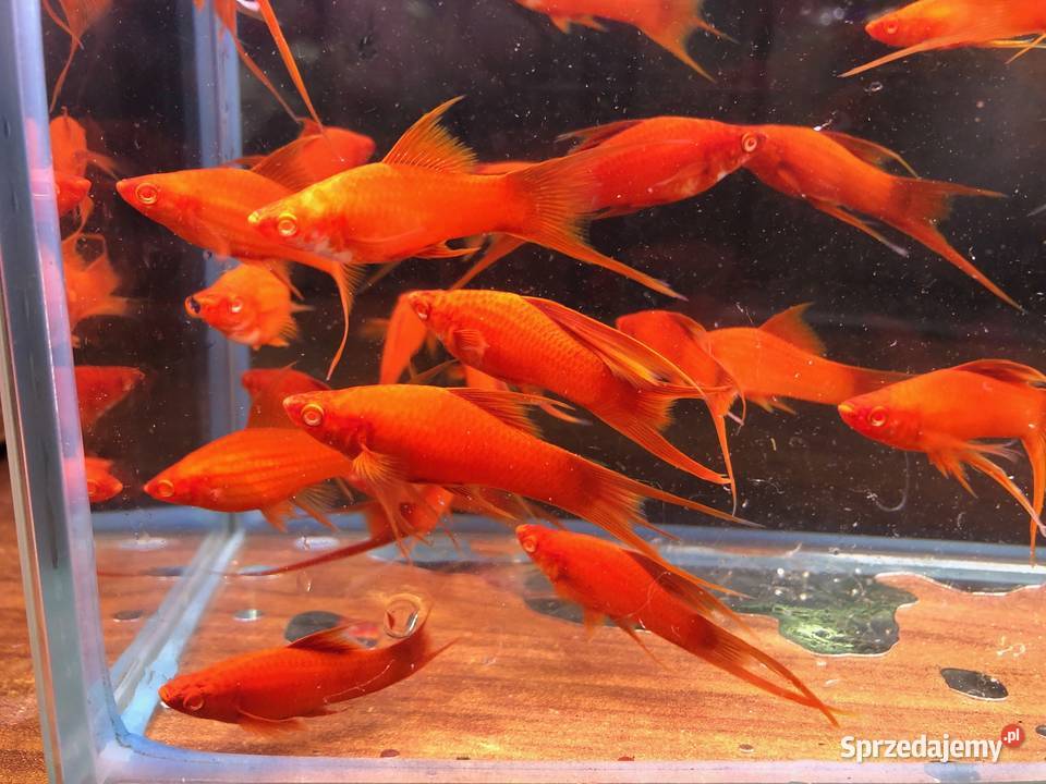 Wiedeński Lira Red Albino mieczyk Justynów