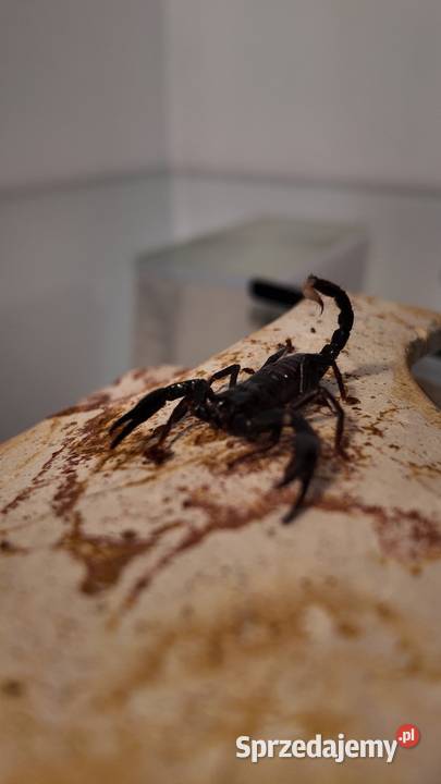 Heterometrus spinifer Olsztyn