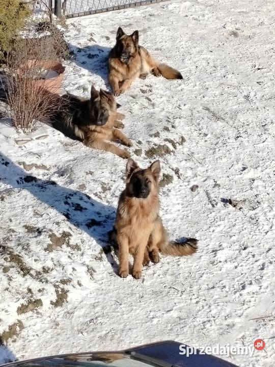 Szczeniak owczarka niemieckiego Rędziny-Borek