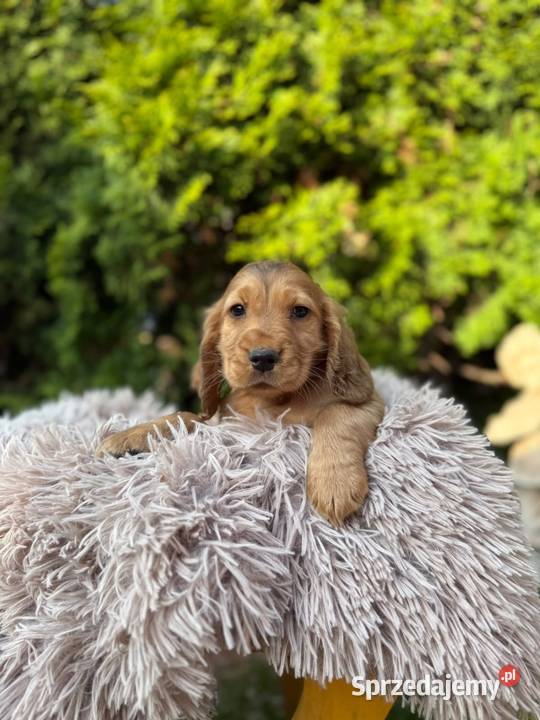 Cocker spaniel angielski Piesek Rodowód Kielce