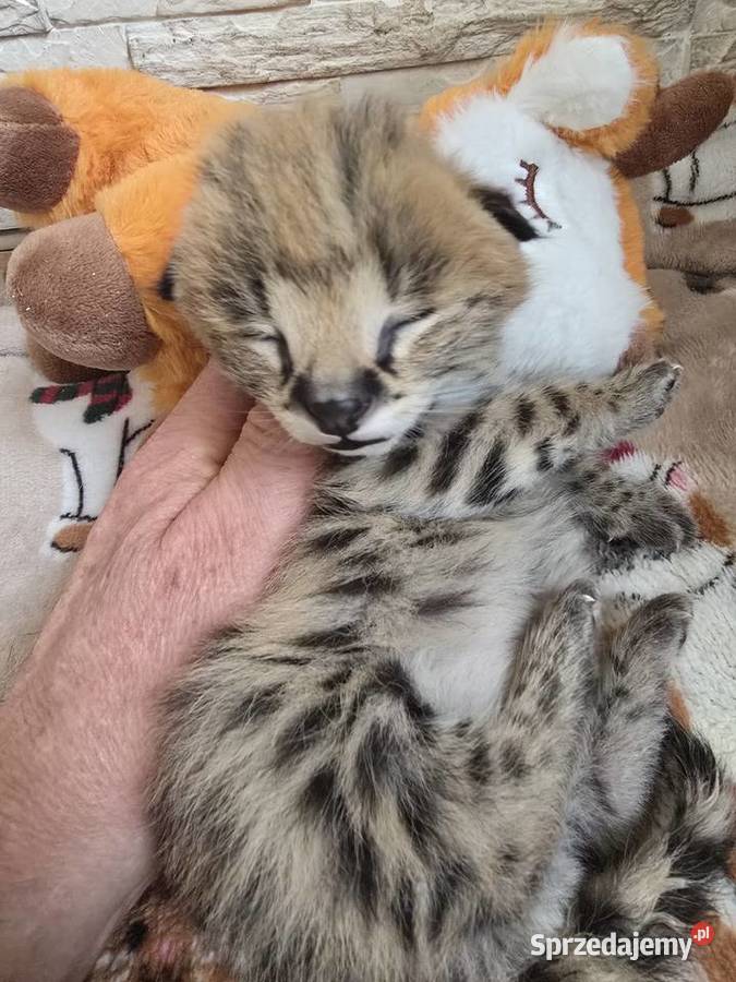 Serwal Afrykański Józefów