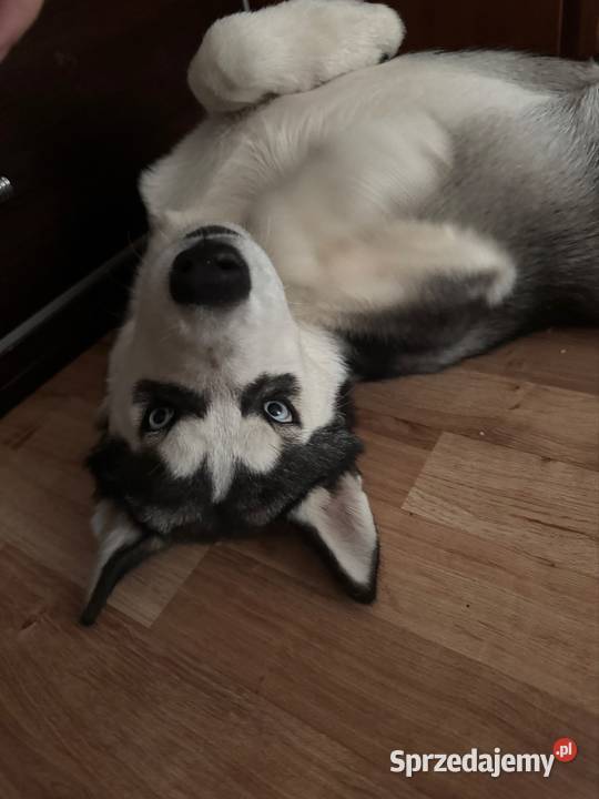 Szczeniak husky syberian Legnica