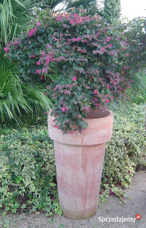 LOROPETALUM CHIŃSKIE Daybreaks Flame sadzonki w Ogród Ustronie