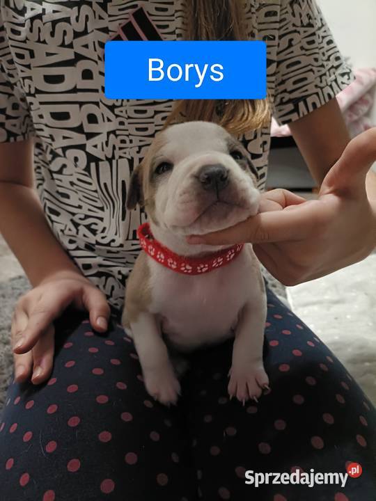 Szczenięta amstaff rodowód Wyszków