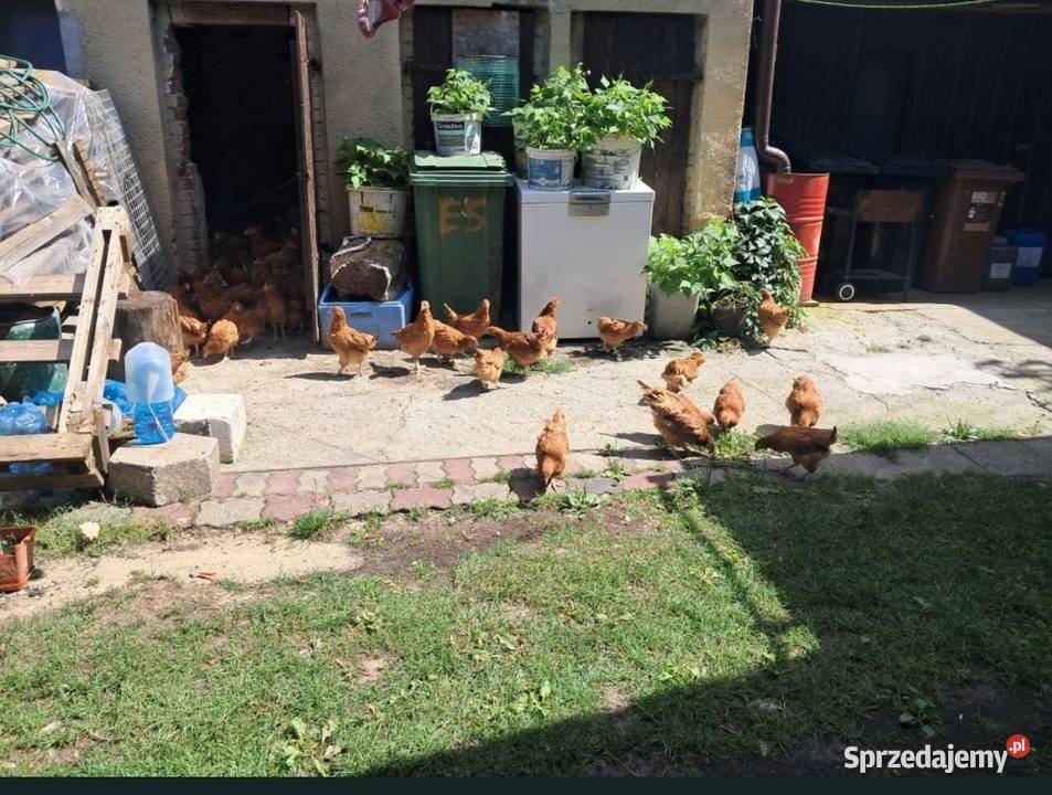 Kurki kurki rosa Kościan sprzedam
