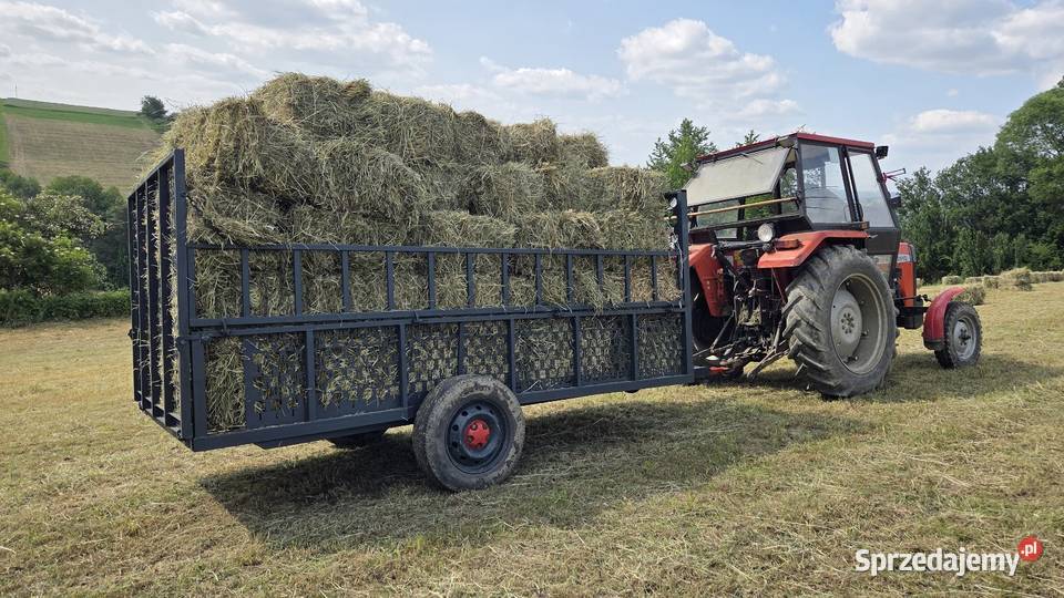 Sianosłoma w kostkach Nawojowa