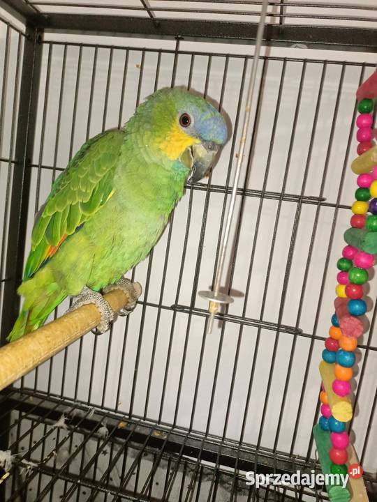 Papuga amazonka modrobrewa Wyszków