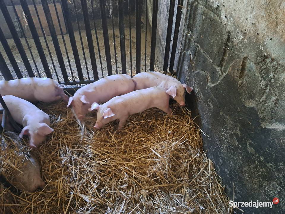 Sprzedam prosięta Hodowla trzody sprzedam