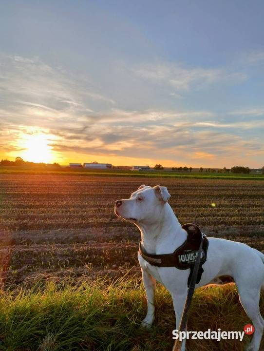 Piękne szczenięta American Staffordshire Terrier Kępno