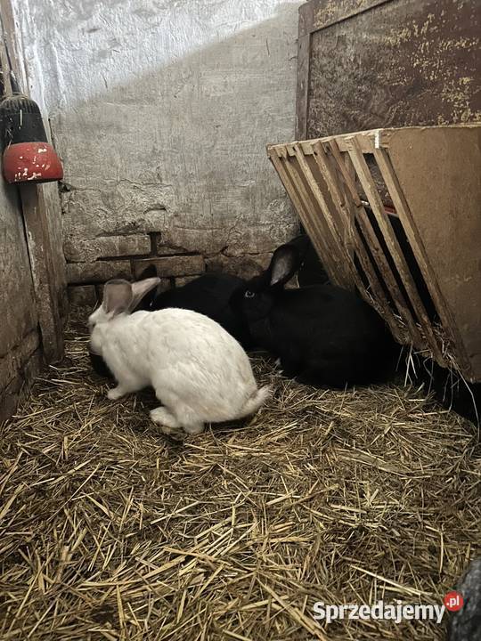 Sprzedam króliki Perzów