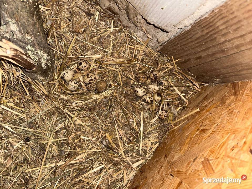 Przepiórki japońskie i texas małopolskie Brzesko