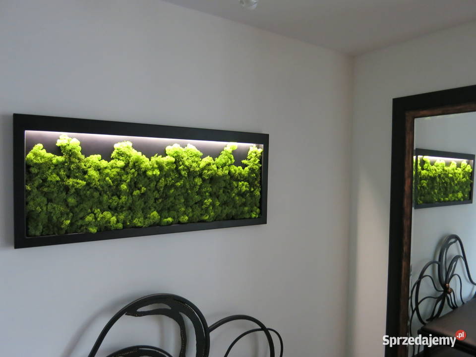 Ekoobraz stalowa rama mech chrobotek led Dom i Ogród sprzedam