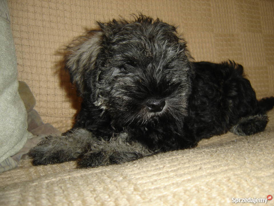 sznaucer miniaturowysznaucer miniatura Gagowy Nowe