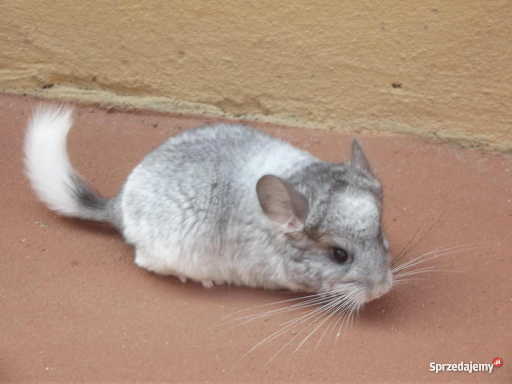 Szynszyle standard aksamitne i Iława sprzedam