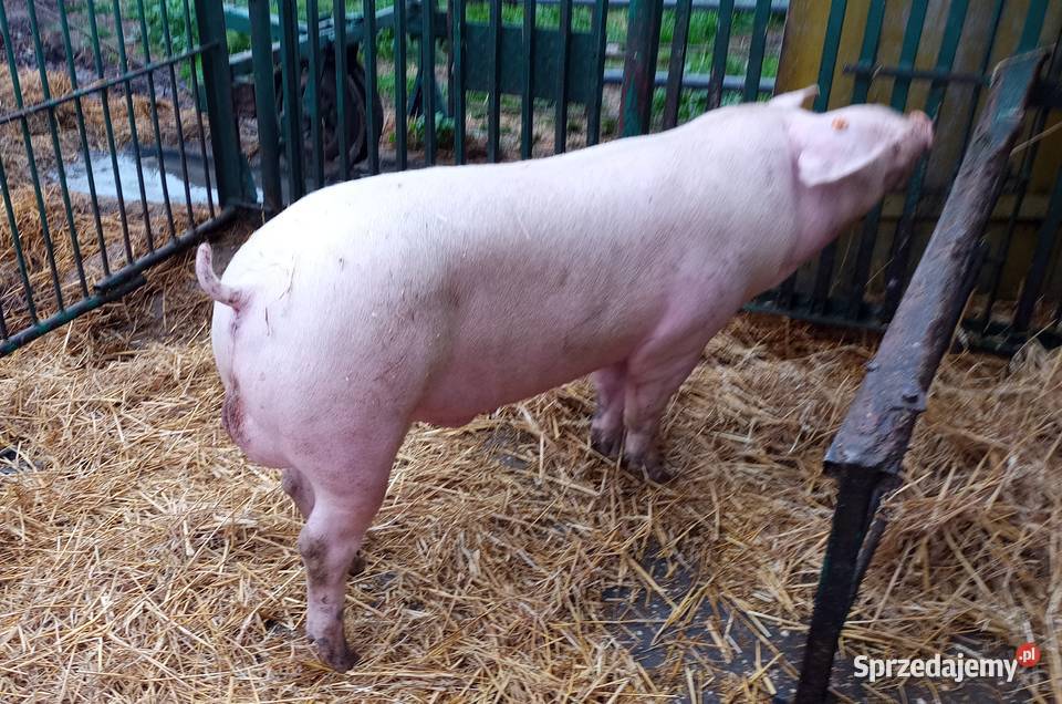 Knurki knury młode knurki wielkopolskie Strzałkowo