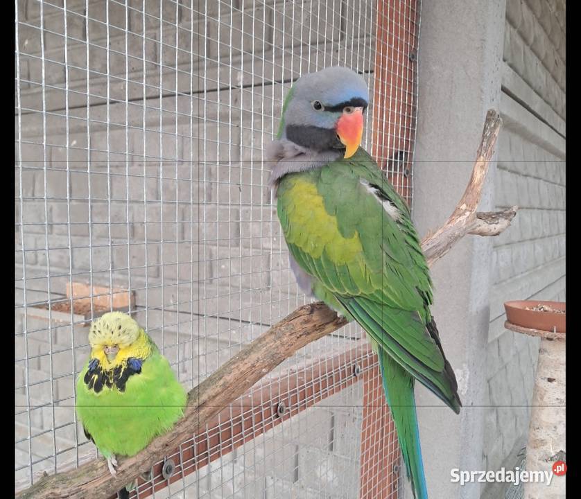 Aleksandretta chińska Biskupice