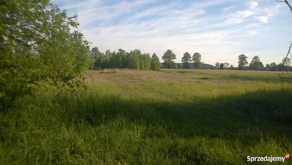 Działka budowlana 10000m2 1ha Wielki Wełcz koło