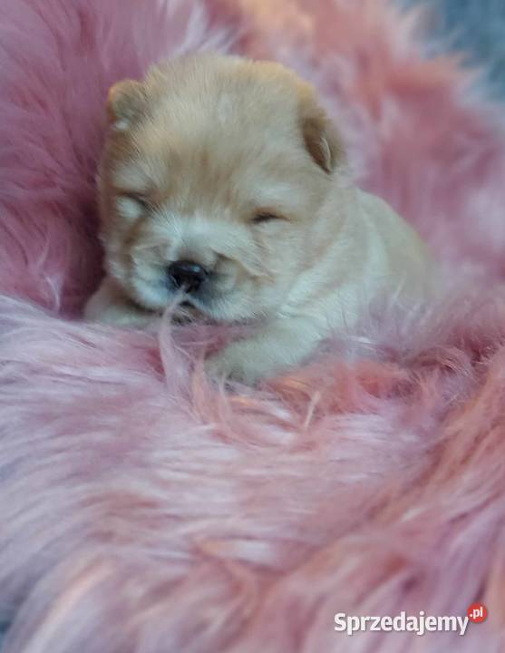 Chow Chow ZKwPFCI Marzęcice