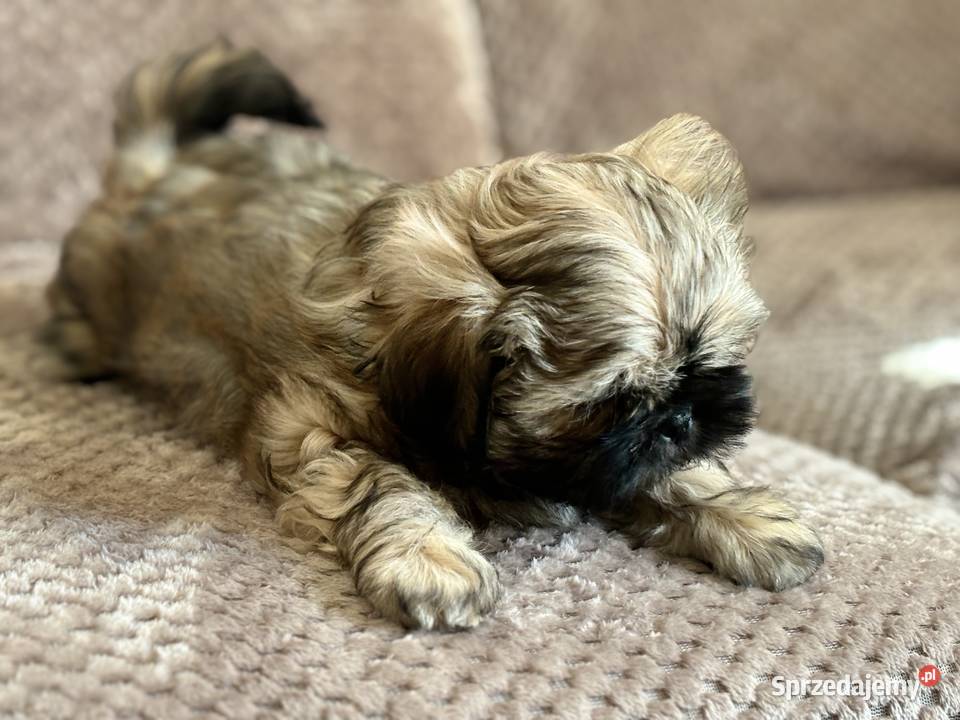 Szczenięta shih tzu Shih Tzu Korzeńsko