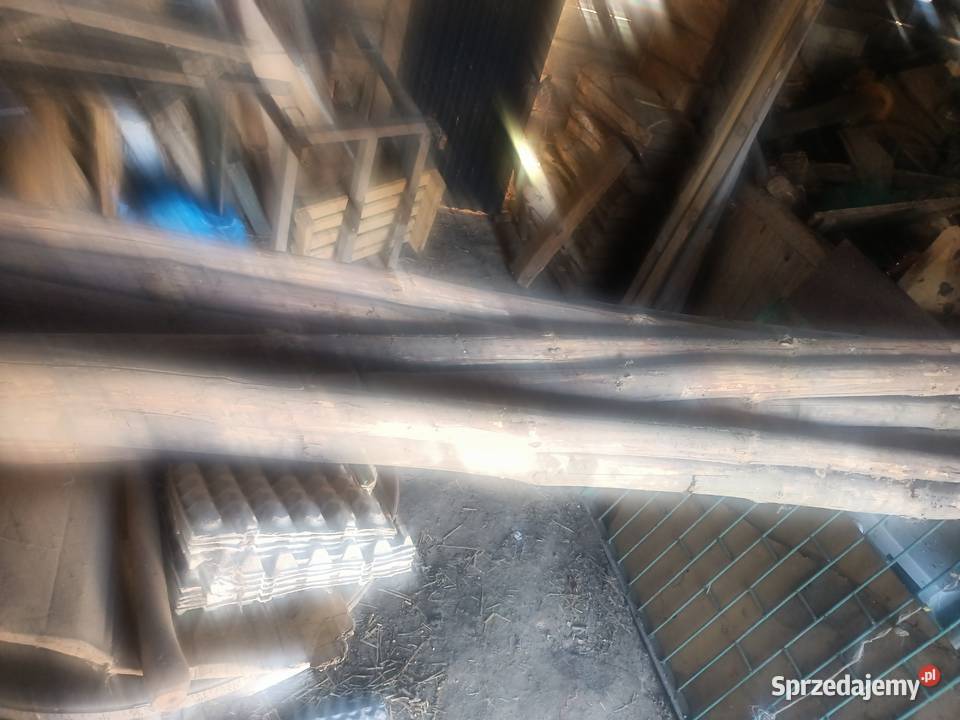 Zerdzie sosnowe podkarpackie Padew Narodowa