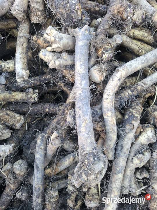 Chrzan Pozostałe łódzkie