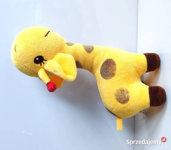 Żyrafa Antosia Axiom Katowice