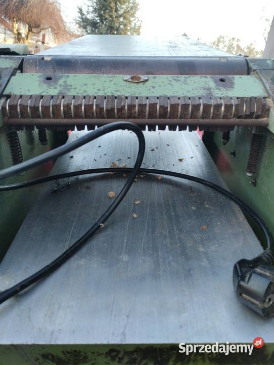 Heblarka Grubosciowka Kaliska