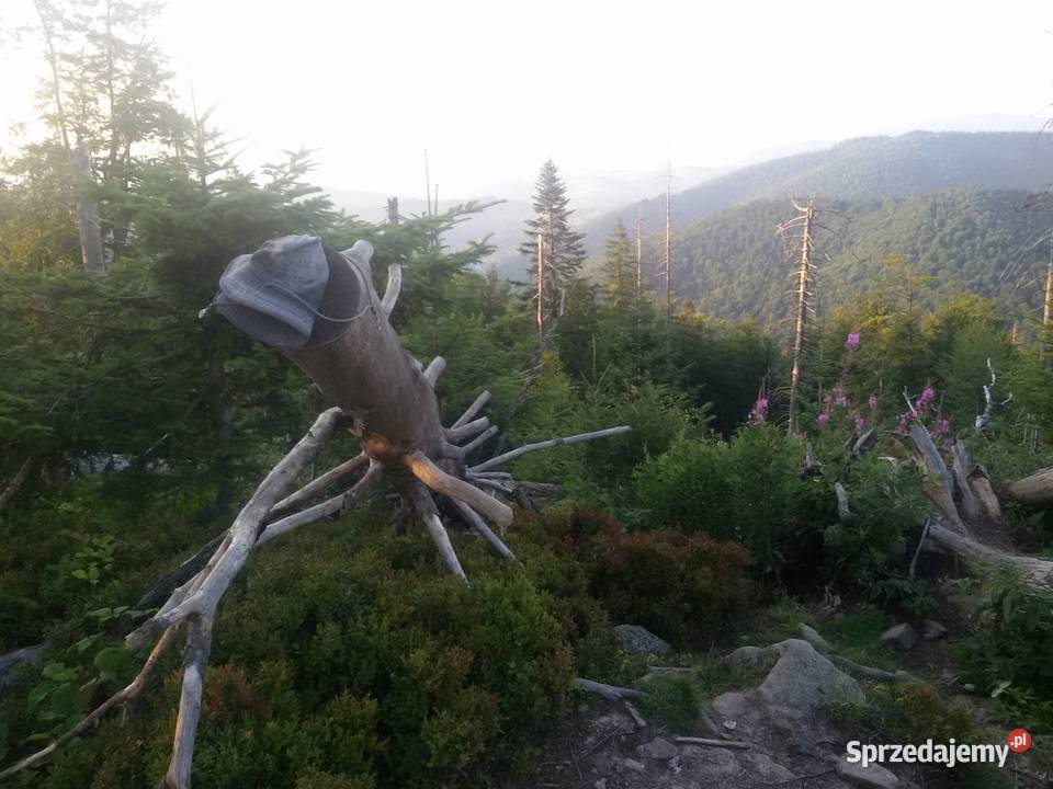 Suszone liście ekologicznej pokrzywy z