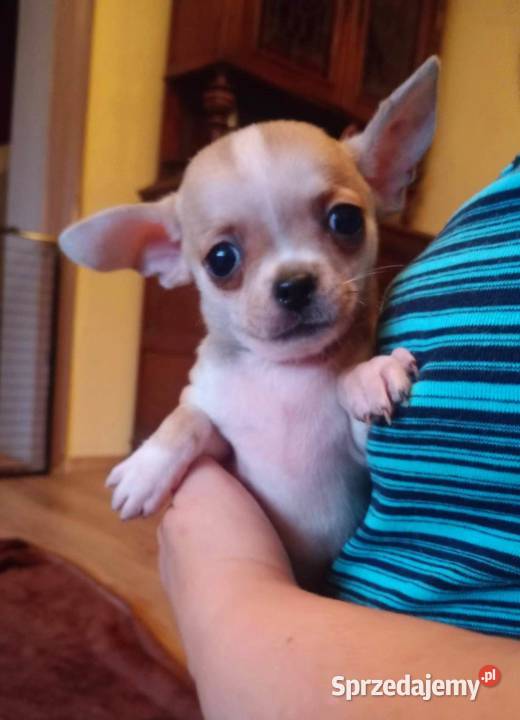 Chihuahua piesek biały i brązzowy opolskie Jasienica Dolna
