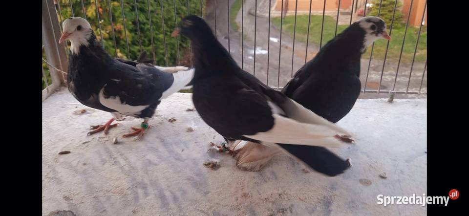 Gołębierollery Birmingham akrobatyczne kujawsko-pomorskie Żnin